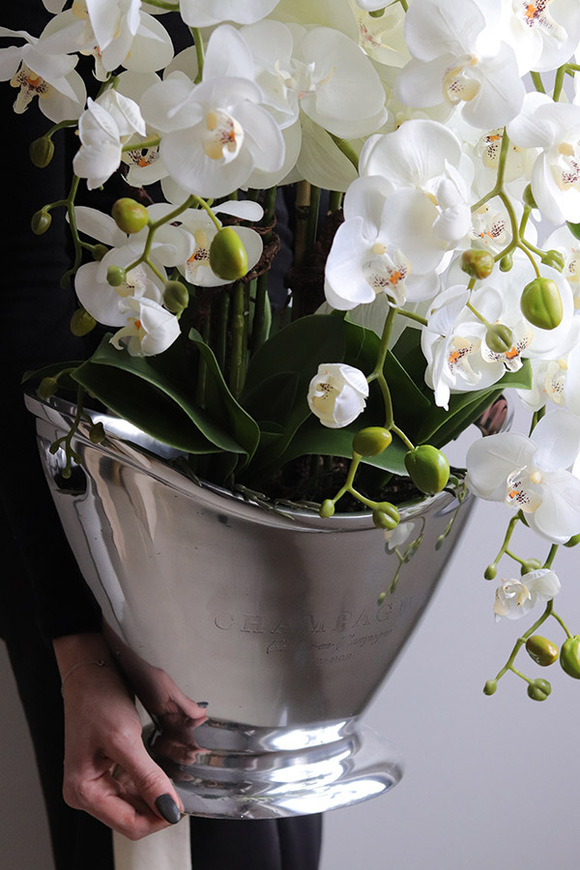 Fresco, storczyk w srebrnym coolerze