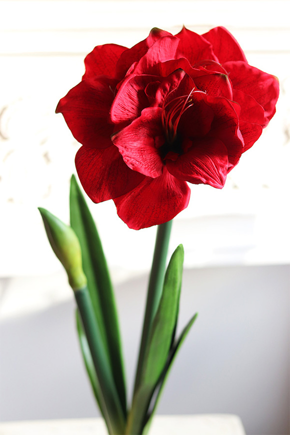Amarylis Czerwony, sztuczna roślina z cebulką