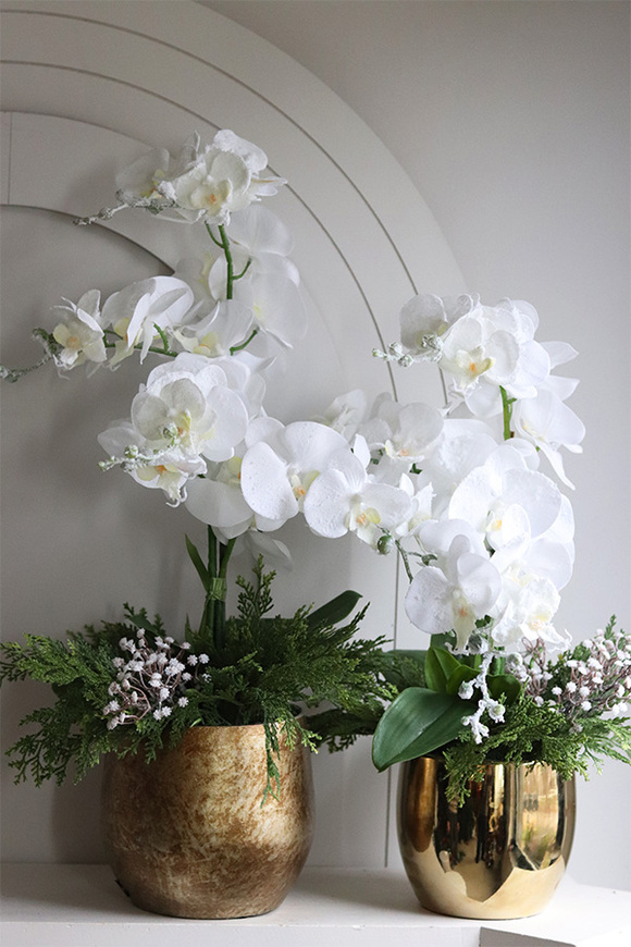 White Snow, elegancki storczyk zimowy