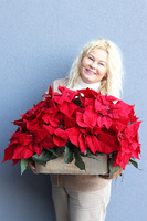 Gwiazda Betlejemska Hilton, wysokiej jakości sztuczna roślina