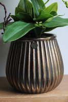 Limona Albina, gumowy storczyk w miedzianej osłonce