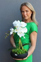 Kleneta Black 2, storczyk & sukulenty w czarnej misie