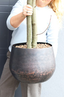 Wiśnia Czerwona, sztuczne drzewko cytrynowe w donicy