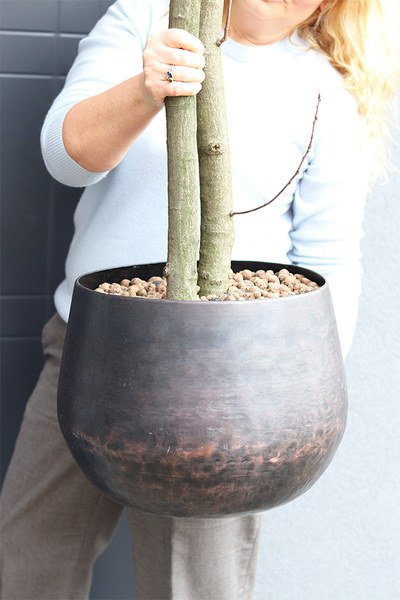 Wiśnia Czerwona, sztuczne drzewko cytrynowe w donicy