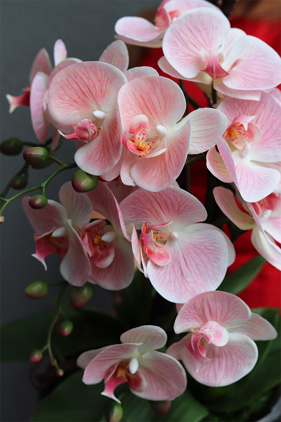 Nelida Black, gumowy storczyk w zielonej donicy