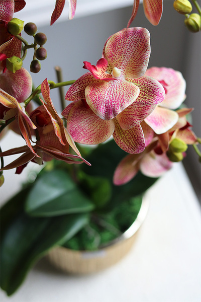 Clementina Granada, gumowy storczyk