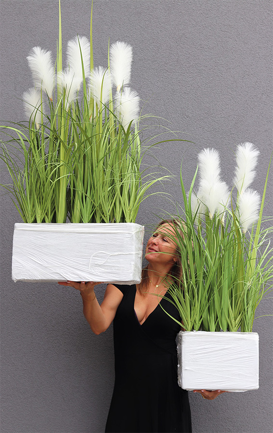 Crepiana, trawy z kłosami do Twojej donicy