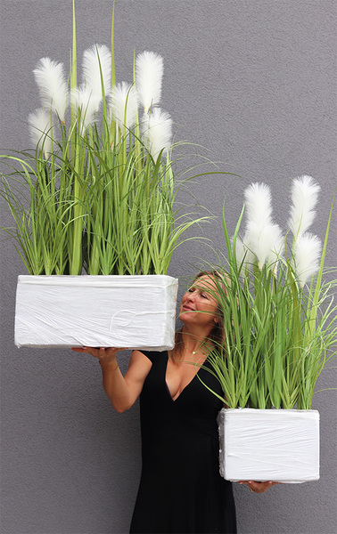 Crepiana, trawy z kłosami do Twojej donicy