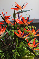 Gold Princera Strelicja 2, kompozycja w złotej donicy