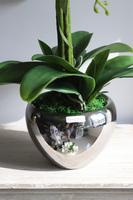 Aurelia Silvia, elegancki storczyk w srebrnej donicy, wys.58cm 