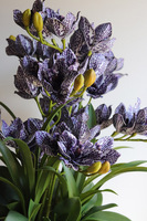 Violet Antique, gumowy storczyk cymbydium w doniczce