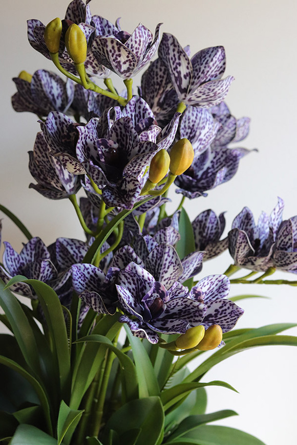 Violet Antique, gumowy storczyk cymbydium w doniczce