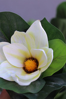 kwiat doniczkowy w wysokiej donicy, Marmur Magnolia, wys.140cm