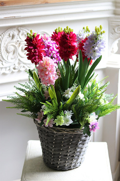 Pink Lady, hiacynty w koszu, wys.61cm