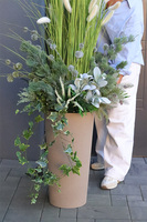 Lunedia, zielona kompozycja z trawami