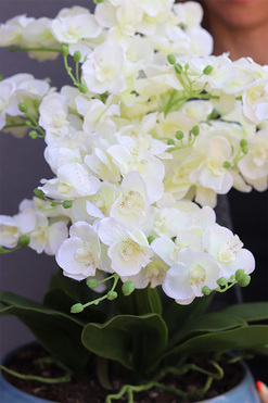 OD RĘKI Quemada Blue 2, sztuczny storczyk w ozdobnej misie, wys.57cm