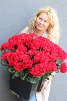 pelargonie w czarnym wkładzie, Deep Red