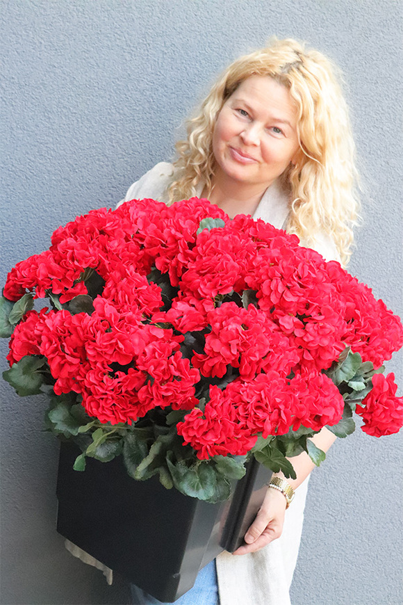 pelargonie w czarnym wkładzie, Deep Red