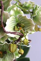 Pistacio, zielony sztuczny storczyk w ozdobnej donicy