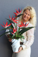 Strelicja Maxi II, egzotyczny bukiet do wazonu klienta, wys.70cm