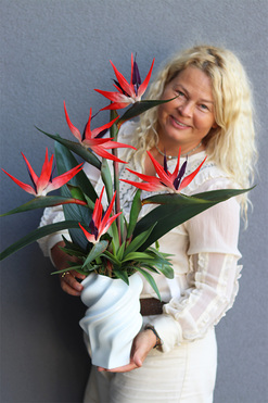 Strelicja Maxi II, egzotyczny bukiet do wazonu klienta, wys.70cm 