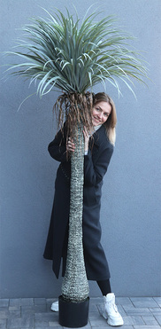 Jukka Rostrata, sztuczna roślina bez donicy, wys.214cm 