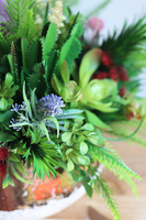 Green Helita, kompozycja sukulenty w miedzianej misie