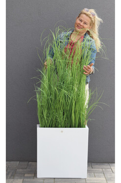 Fiberglass Marco Hazel, sztuczne trawy w białej donicy, wys.157cm 