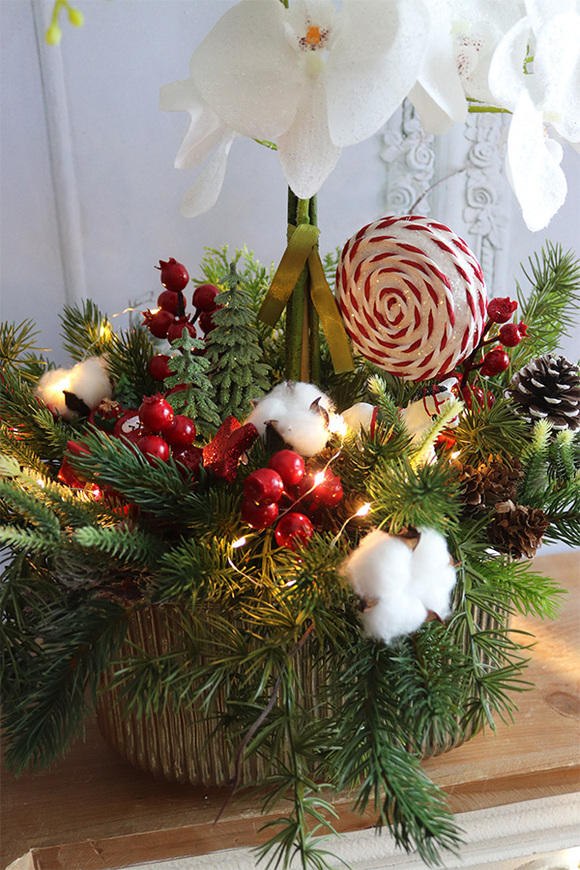 Lollypop Candy, elegancki storczyk zimowy LED