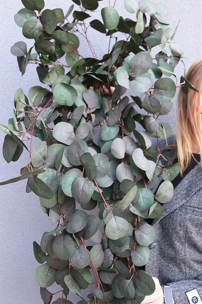 Eucalipto, bukiet wiszący