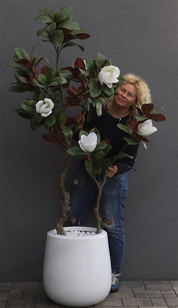 Magnolia Biellita, kwitnące drzewko w donicy fiberglass