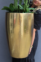 bardzo elegancki storczyk Złota Bajka