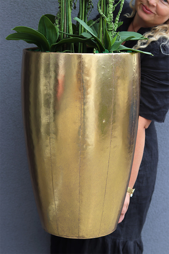 bardzo elegancki storczyk Złota Bajka