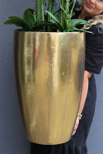 bardzo elegancki storczyk Złota Bajka