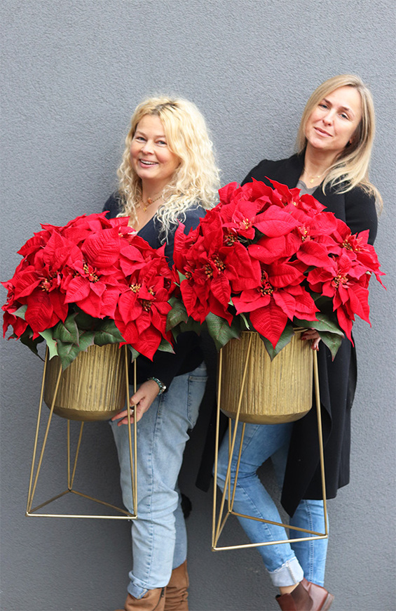 Gwiazda Betlejemska Goldena Mniejsza, wysokiej jakości sztuczna roślina, wym.82x47cm