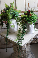 efektowna kompozycja sukulenty w głowie, Big Crazy Head, wys.37cm