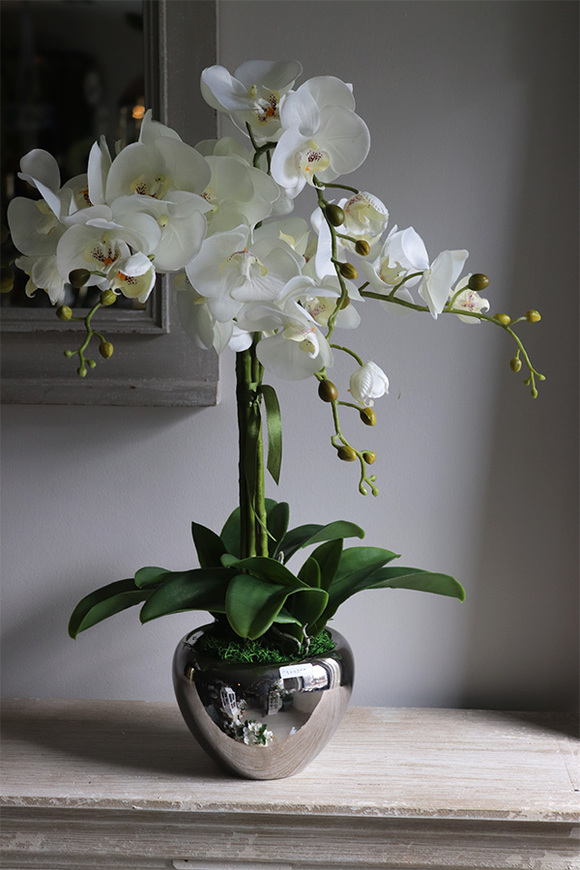 Aurelia Silvia, elegancki storczyk w srebrnej donicy, wys.58cm 