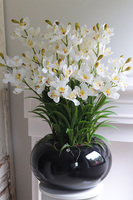 Grande Belezza Cymbydium, bardzo duży storczyk