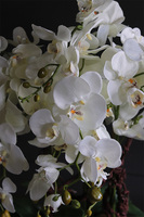 Laos Silver Big efektowny sztuczny storczyk