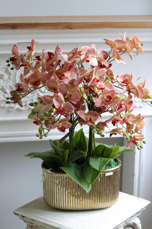 Castellamare Granada Carmello, gumowy storczyk w złotej donicy