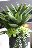 Ravenna, sukulenty w wysokiej donicy