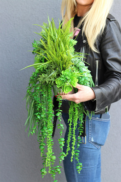 Hillton Green, kompozycja sukulenty w srebrnej donicy,wys.32cm