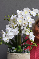 Kulena 2, gumowy storczyk w etno donicy