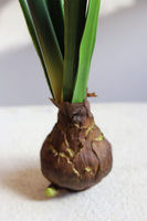 Amarylis Czerwony, sztuczna roślina z cebulką