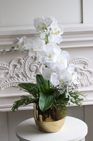 White Snow, elegancki storczyk zimowy