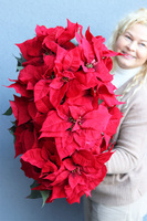 Gwiazda Betlejemska Hilton, wysokiej jakości sztuczna roślina