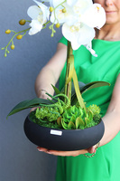 Kleneta Black 2, storczyk & sukulenty w czarnej misie