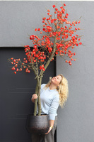 Wiśnia Czerwona, sztuczne drzewko cytrynowe w donicy