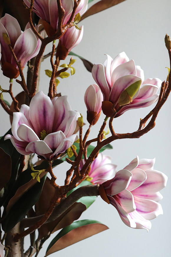 Magnolia Silveria, sztuczne drzewko w donicy