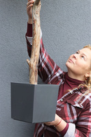 Oliwka New, sztuczne drzewko w osłonce